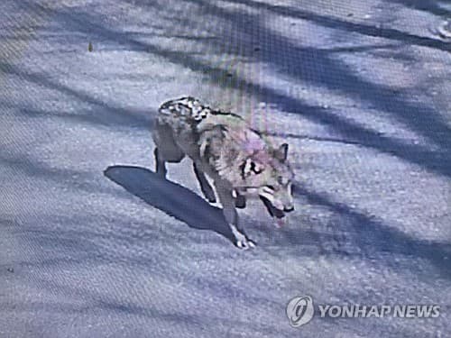 '늑구의 쇼생크 탈출' 오월드 늑대 인기몰이…밈코인까지 등장